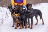 The Best Hiking Gear for Dogs and Pets